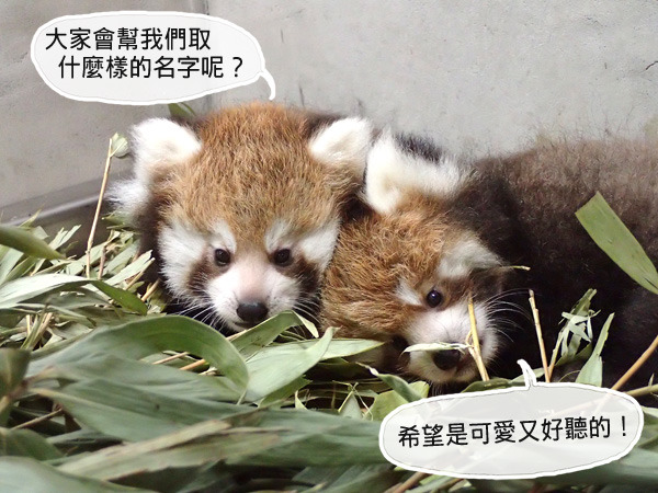 幫小小貓熊取好名，活動分成兩個階段，有好名徵選及線上票選！　台北動物園-鍾能嘉/攝