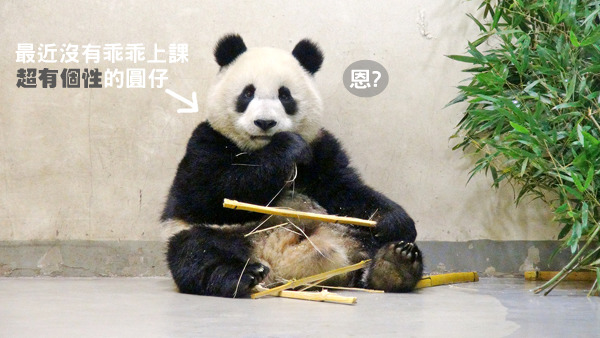 圓仔獨立後,反而對動物訓練課程興趣缺缺。 台北動物園/提供