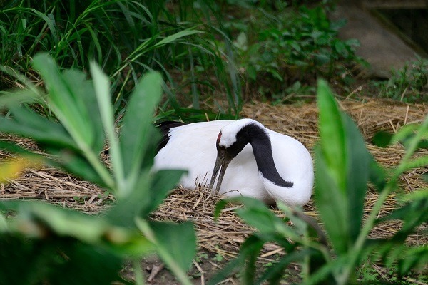 一直沒有傳出喜訊的丹頂鶴Kika，在上個月終於產下2顆蛋，兩鳥也認真孵蛋。　台北動物園-張庭瑜/攝