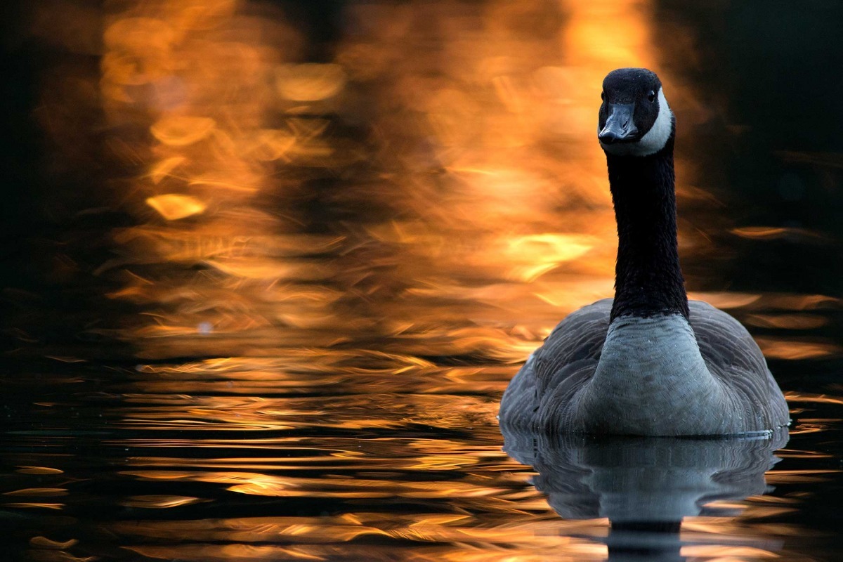 第二名:攝於社區公園內的加拿大雁。 /Gideon Knight