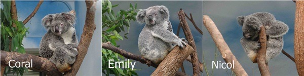 目前晉升人母的無尾熊們。　台北市立動物園提供