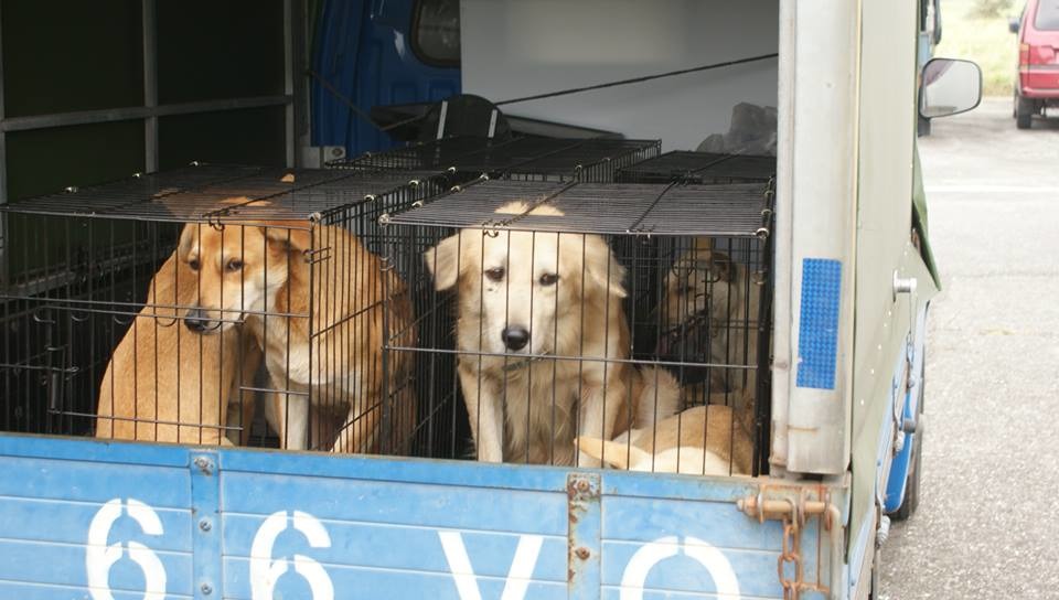 7隻流浪狗在立委蕭美琴協調下，目前已由動保團體接出安置並送養。　取自空軍司令部臉書