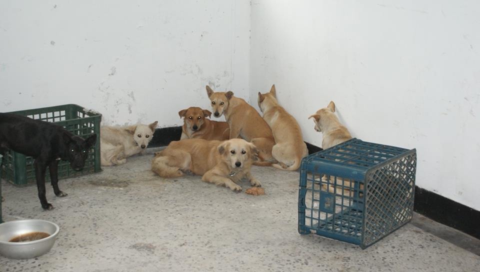 花蓮空軍基地日前有流浪狗闖入飛機跑道，因當時有飛機要降落，考量飛安問題只好先以霰彈槍朝狗示警，之後再圍捕到7隻狗。　取自空軍司令部臉書