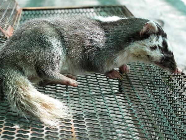 今年仍持續傳出有人遭罹患狂犬病之鼬獾攻擊的事件,至4月已有6例。 台灣動物新聞網資料照(蕭士塔/攝)