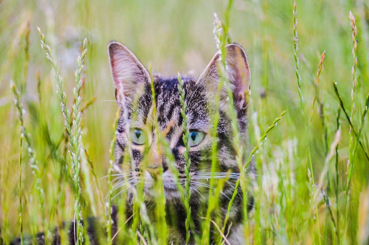 第二名:偷看的貓咪。 / Nicole Lacey