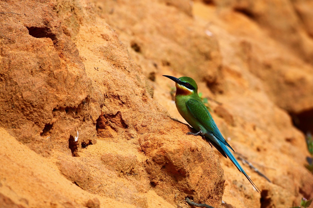 栗喉蜂虎每年都會吸引許多攝影愛好者，特別飛到金門去捕捉他們的倩影。　王力平/攝