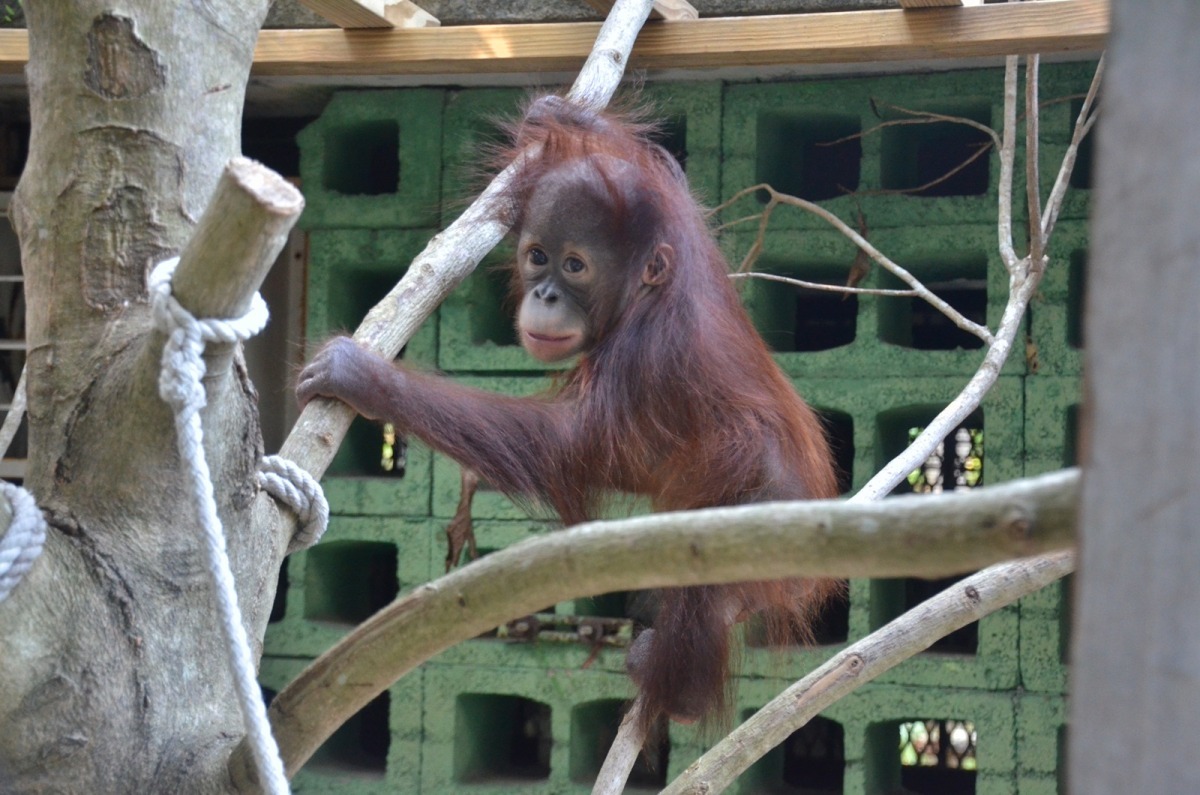 「希望我早點學會吃固體食物跟爬上爬下，到時候就可以回去找媽媽了！」　台北動物園-黃陳浩/攝