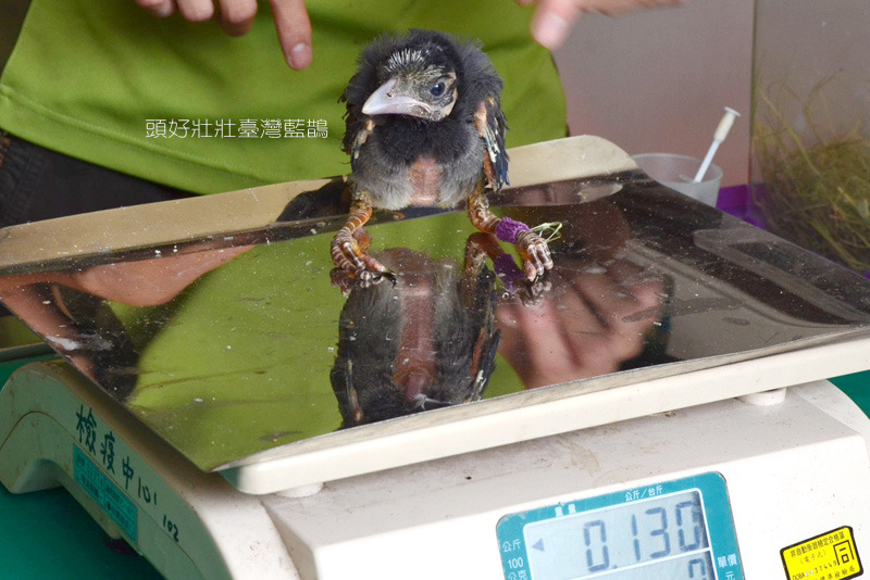 台灣藍鵲寶寶在颱風天因為強風,連巢帶鳥一起被吹落地面。 台北動物園-陳瑋玥/攝