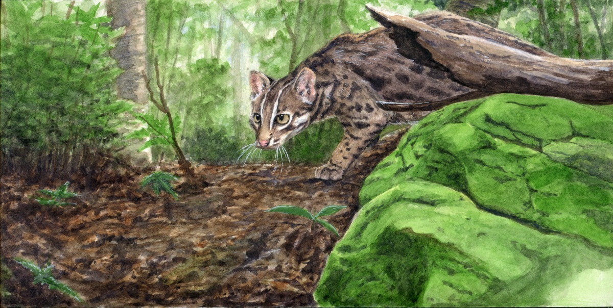 翡翠水庫天然的地理環境、嚴格的管制，可能成為石虎的族群重建地。　取自林家蔚「石虎森林」