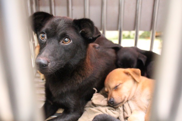 新版動物保護法中規定兩年後要實施零安樂死，台南、新北相繼宣布在今年實施，也先後浮現許多問題。　台灣動物新聞網資料照（何宜/攝）