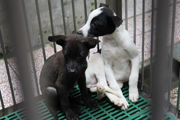 零安樂死政策固然令動物保護人士欣喜，但是要如何避免收容動物受到更大傷害，需要更完善的思考。　台灣動物新聞網資料照（何宜/攝）