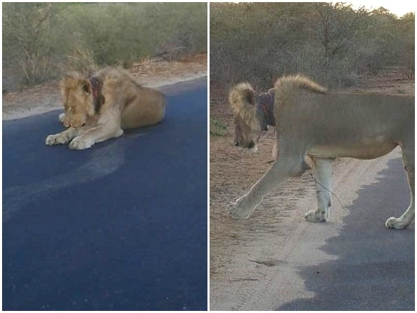 南非知名克魯格國家公園內上週出現一隻雄獅身中獵人陷阱，眾人協力追蹤，最後獅子成功獲救野放。　取自Guides & Rangers
