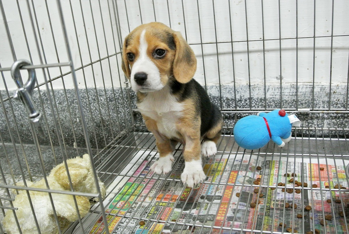 滷蛋12月中將會被送到屏東的檢疫犬幼犬園區進行培訓,將來有望發揮天分成為國家的門面! 新北市動保處/提供