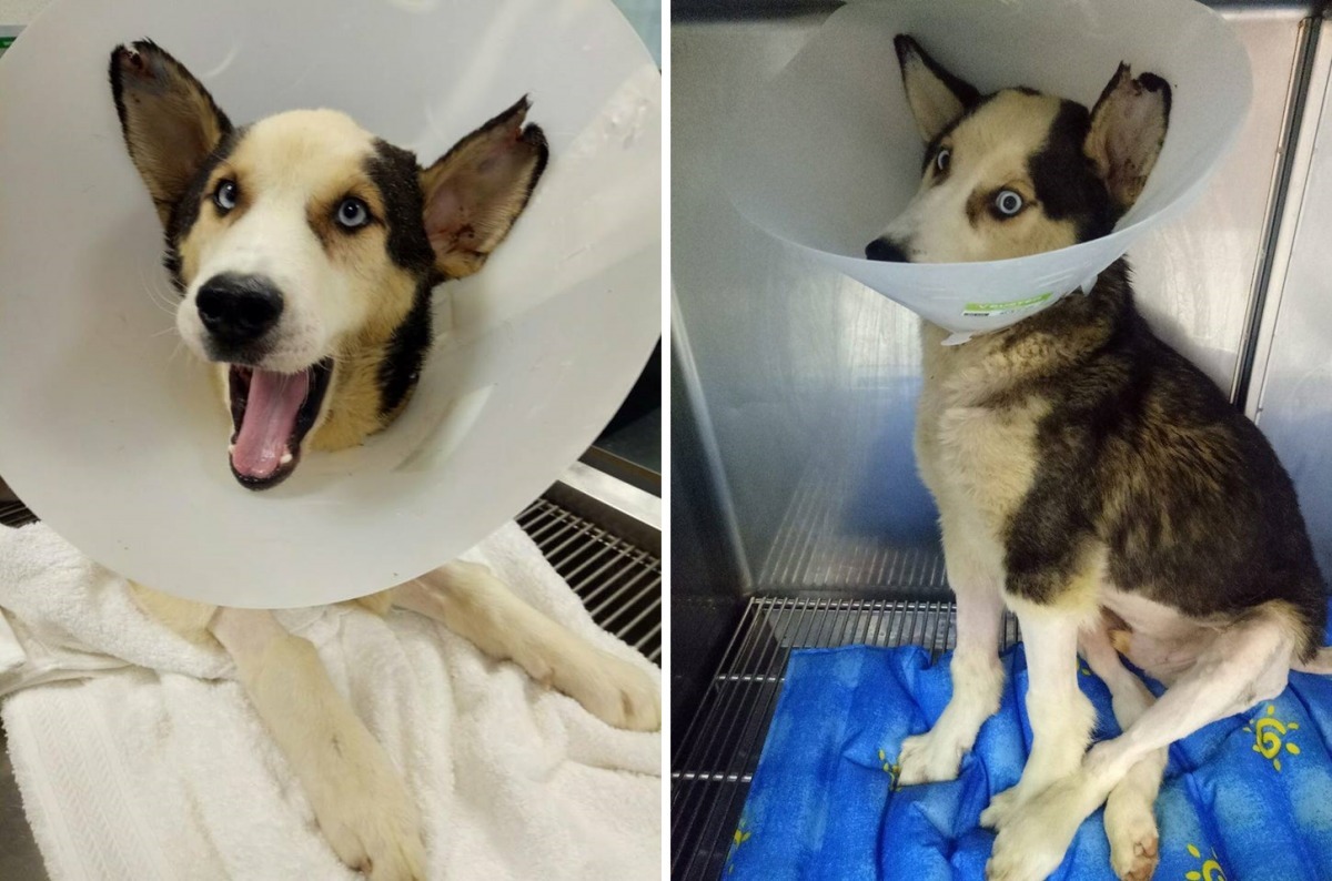 Lucky急診時得知沒有晶片、是隱睪的公狗，耳朵似乎是打架留下的傷痕。陳同學也說，有學妹告訴她以前就曾經在事發的斜坡附近看過Lucky，推測應該已經在附近流浪一陣子了。　陳同學/提供