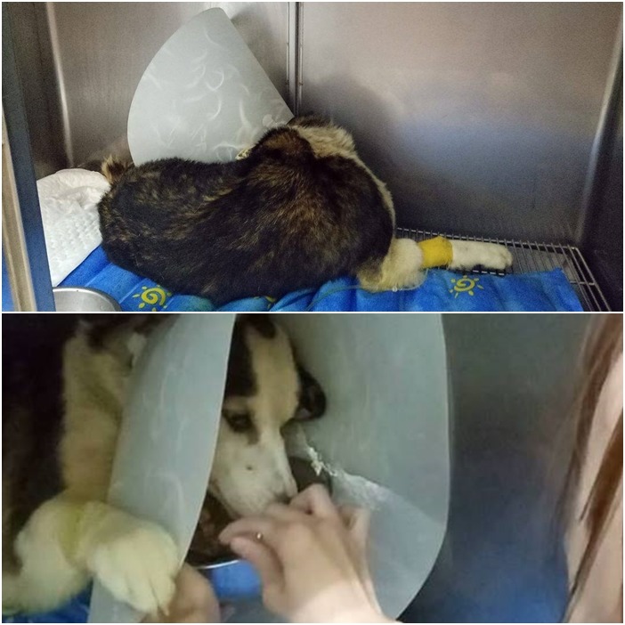 陳同學笑說，Lucky是隻很傲嬌的狗，會生頭套的氣、趁人不注意偷偷把頭套扯掉，還要人捧著碗餵食、碗如果拿太遠就索性不吃。　陳同學/提供