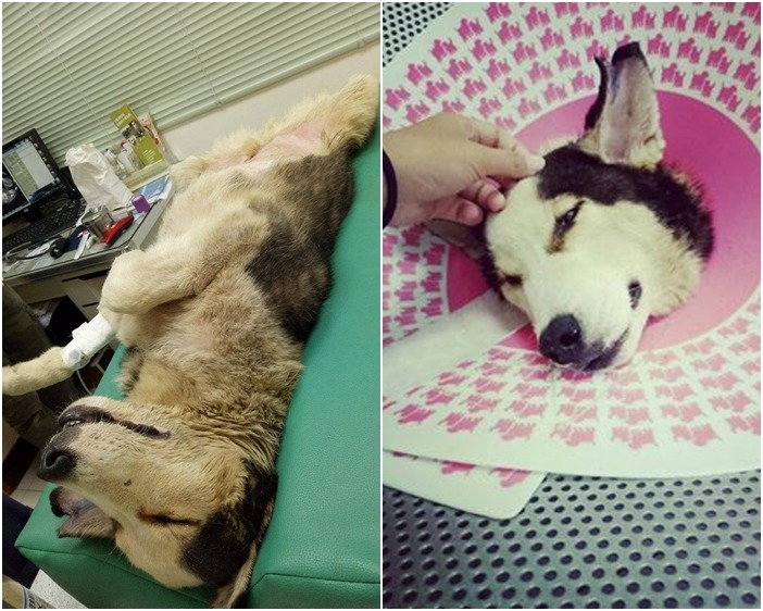 當初與陳同學一起發現Lucky的基隆長興舞獅團，事後也持續關心Lucky的狀況，更贊助了很多醫療費用。　陳同學/提供