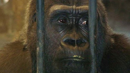 Pata動物園的大猩猩Bua Noi。 取自change.org連署頁面