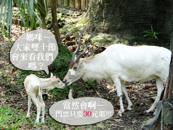 動物園慶祝雙十節,當天門票一律30元! 台北動物園/提供