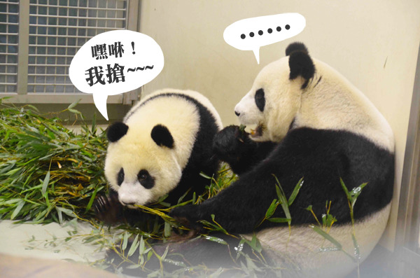 圓仔小時候只把竹葉當成玩具，現在則會乖乖用餐。　台北動物園/提供