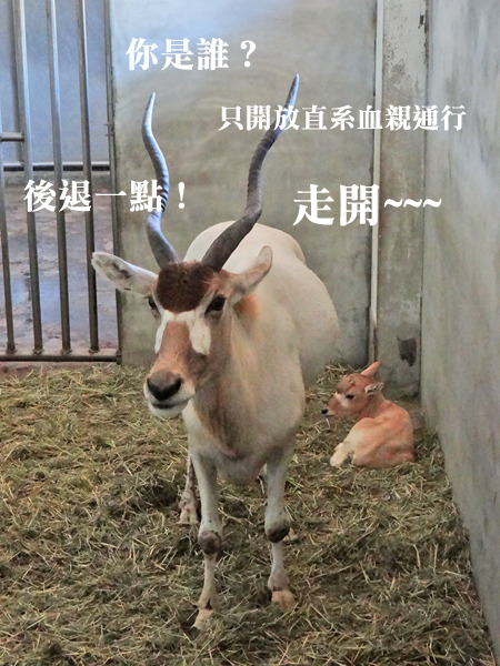 媽媽菊美相當小心翼翼地照顧寶貝女兒，不允許外人接近。　台北動物園/提供