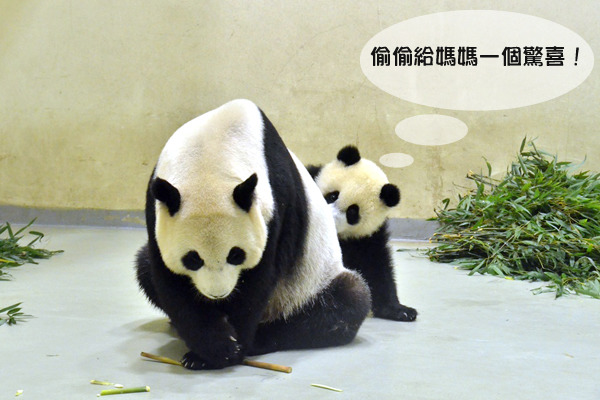 圓仔的竹筍都會拿去孝敬媽媽。  台北動物園提供