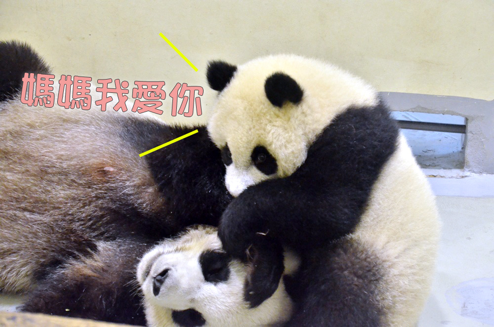 圓仔在媽媽耳朵旁害羞的說出媽媽我愛你。 台北動物園/提供