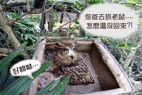 雛鳥小豬與媽媽在巢箱內等待爸爸愛洛刁食物回來。　動物園GoPro/提供