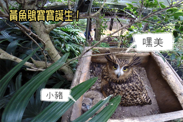 台北動物園黃魚鴞嘿美22歲終於順利產下一子！　動物園GoPro/提供