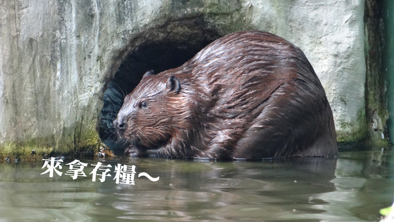 媽媽羅娜有水下冰箱，專門存放新鮮的樹枝。　台北動物園-林惠珍/攝