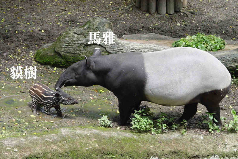 馬雅與貘樹的花色相去甚遠！動物的保護色真的很奇妙呢！　台北動物園/提供