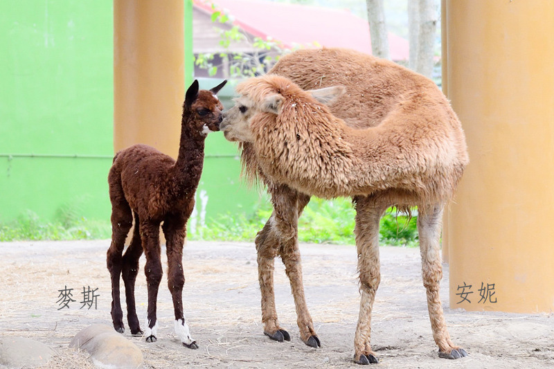 可愛動物區羊駝媽媽安妮，上週也順利生出羊駝寶寶麥斯，母子倆感情好到秀親親～　台北動物園-張庭瑜/攝
