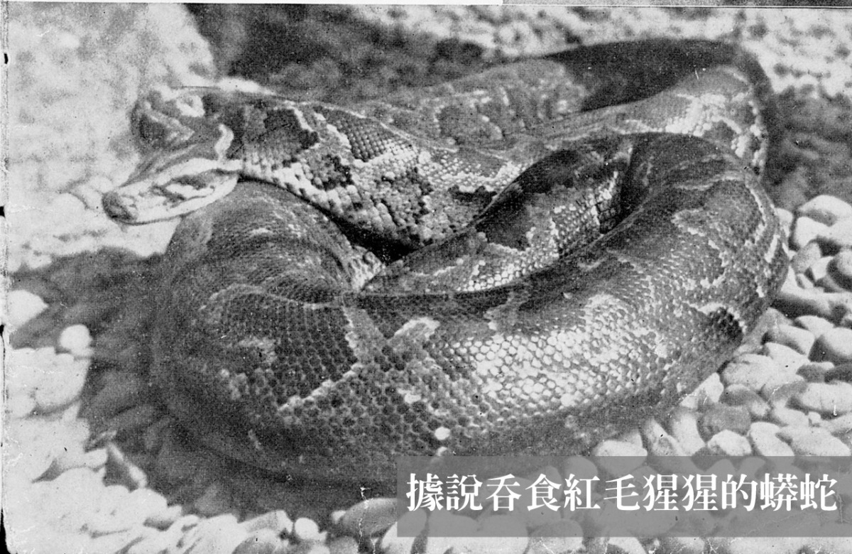 吞食紅毛猩猩的蟒蛇引起遊客搶著到動物園觀看，也讓該年遊客量暴增！　台北動物園/提供