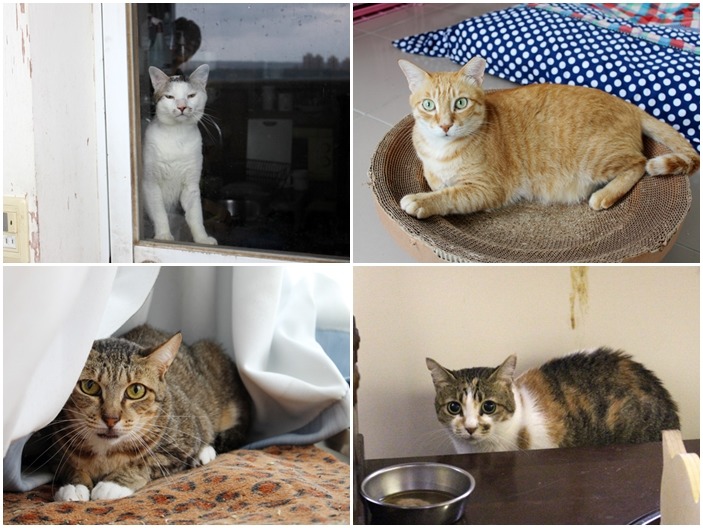 招待所內有許多淡水高人氣河貓，龍龍（左上）即將被照顧志工領養；小橘（右上）和老婆則是淡水出雙入對有名的神喵俠侶；而小麻花（右下）則是今年年曆封面主角，已經7、8歲的牠可是河貓最高壽的美魔女。　何宜/攝