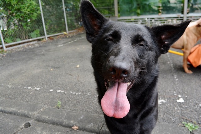 陳雅萍表示,萊萊在收容所待了近3年,日前參加認養會結果還是沒有找到領養人,回到收容所時甚至自己跑到籠子門口等人開門,令人不捨。 取自貓狗同樂會