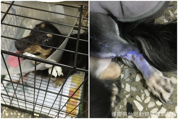 臘腸狗Mato在散步時，因為牽繩突然斷裂而不小心跑到馬路上遭機車撞傷，還好動完手術後一切平安。　張小姐/提供