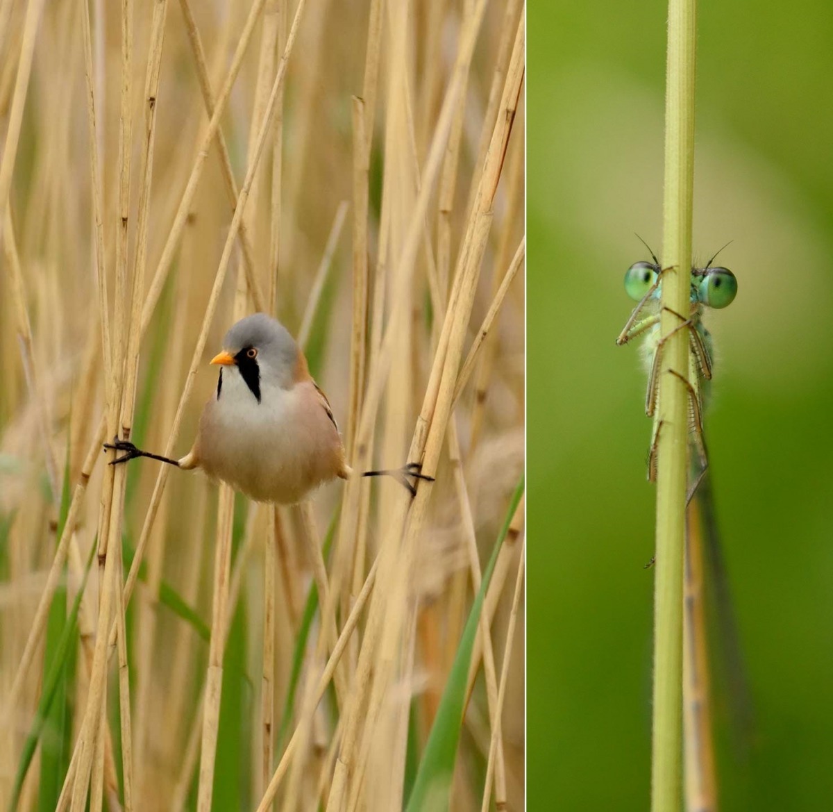 第一名(左圖):劈腿的鳥;第二名(右圖):害羞的動作相當逗趣。 /Magnus McLeod