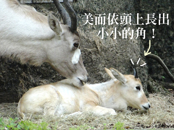 美而依最近和媽媽移到戶外展場,讓民眾都能目睹可愛的弓角羚羊寶寶。 台北動物園/提供