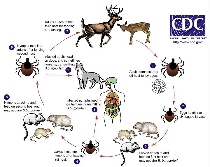 萊姆病的傳播途徑因為缺少食物鏈頂層的消費者，讓老鼠增加後造成疾病傳播。　取自美國疾病控制與預防中心