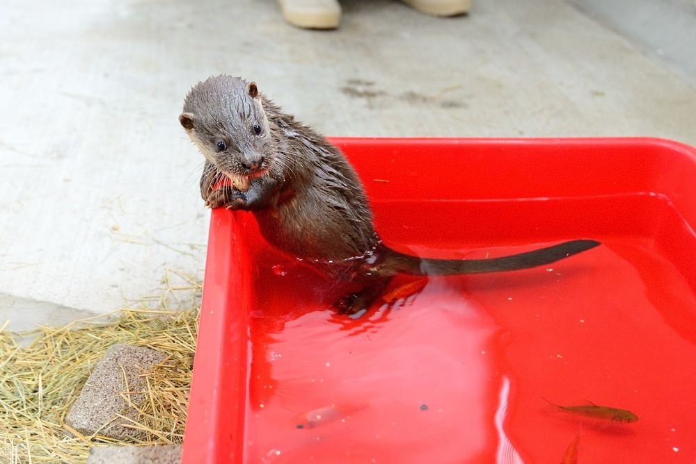 水獺妹妹也能自行下水捕魚。　台北動物園/提供