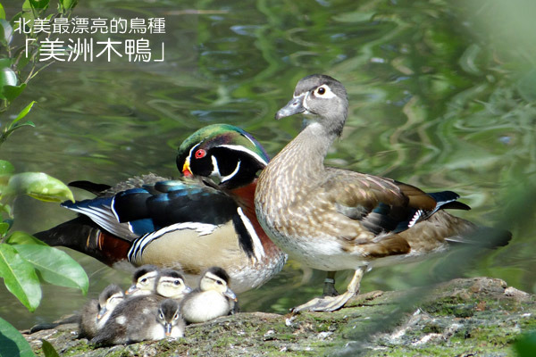 北美木鴨是北美最漂亮的鳥種之一。　台北動物園-林惠珍/攝