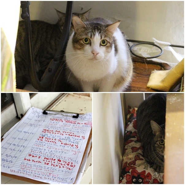 猛獸區怕人的貓們，個性已比以往好很多（上圖、下圖右），每天都會有志工固定打掃及照顧所有貓咪，還會寫詳細的紀錄（下圖左）。　何宜/攝