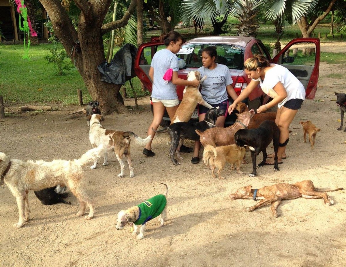 墨西哥上週末遭颶風侵襲，留下許多需要救援的動物。　取自Mexpup