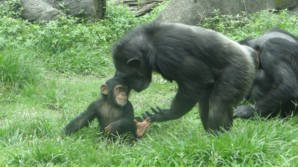 1歲半的黑猩猩「咪覺」，5歲之前都算是黃金學習階段，35歲的老經驗媽媽「咪咪」除了進出欄舍會親自帶著咪覺，平常則多半默默地在一旁觀察，順便培訓16歲的姊姊咪妮！　台北動物園-林惠珍/攝