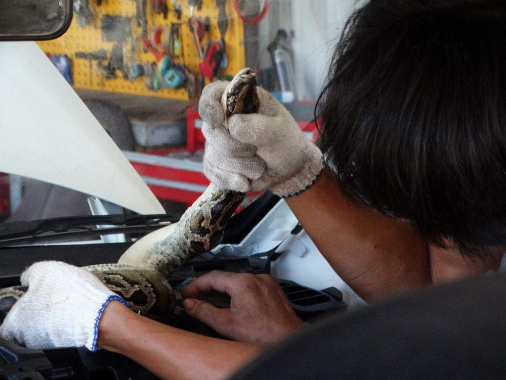 金門縣政府7月底時運送民眾通報之緬甸蟒時,不慎讓蛇溜出網具,只好出動車行老闆協助處理。 金門縣政府/提供