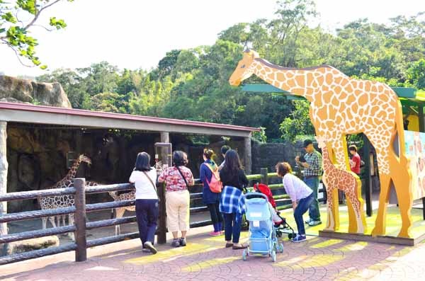 剛完工開放的長頸鹿餵食台，民眾可以大方看長頸鹿的一舉一動！　台北動物園/提供