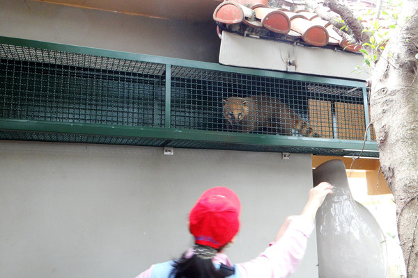 保育員利用長鼻浣熊喜愛的食物引導，讓牠們能熟悉生平第一次看到的空中廊道。　動物園-惠珍/攝