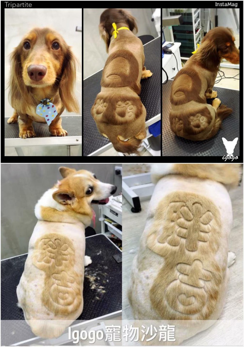 在寵物身上做出自己名字的造型，連路人都能叫得出來，是不是相當有趣？   取自Igogo寵物沙龍