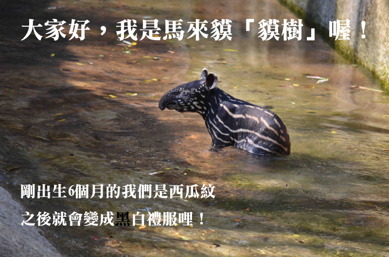 小男生貘樹活潑愛玩水，初次到戶外就挑戰潛水閉氣！　台北動物園/提供