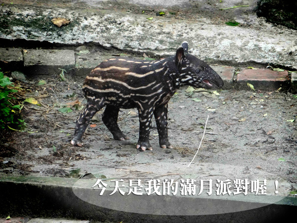 貘樹開開心心迎接自己的滿月派對！　台北動物園/提供