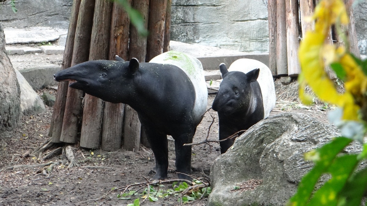 馬來貘「貘樹」與媽媽「馬雅」體型已經相去不遠。 台北動物園-林惠珍/攝